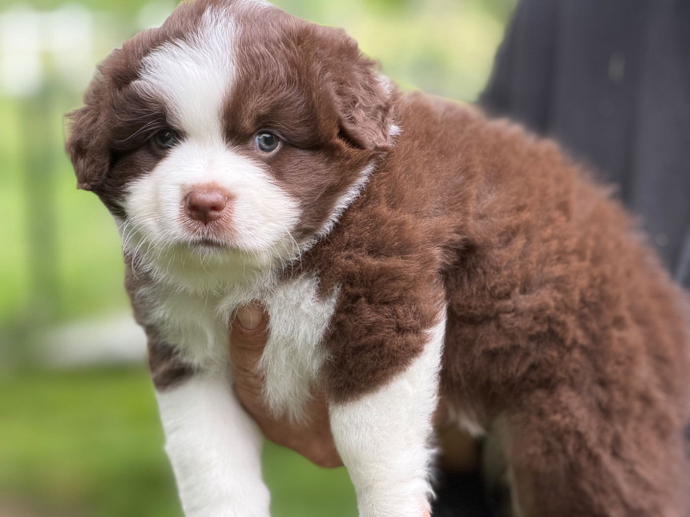 Des Plaines De Barbizon - Chiots disponibles - Berger Américain Miniature 