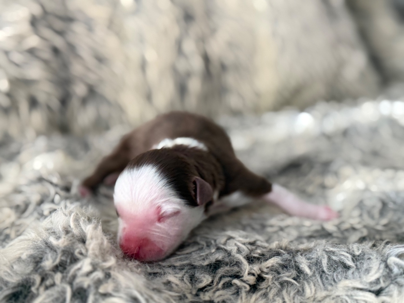 Des Plaines De Barbizon - Chiots disponibles - Berger Américain Miniature 