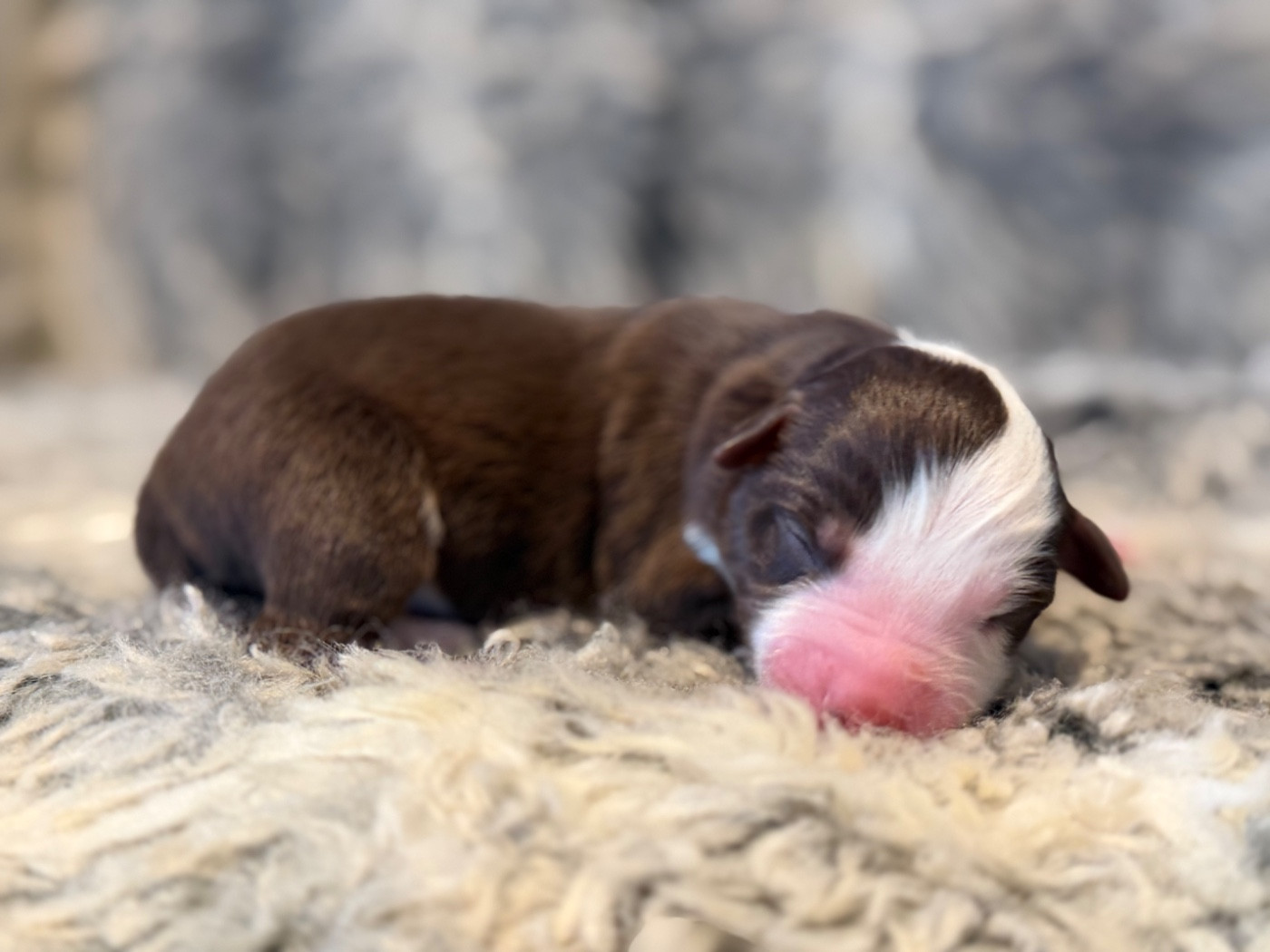 Des Plaines De Barbizon - Chiots disponibles - Berger Américain Miniature 