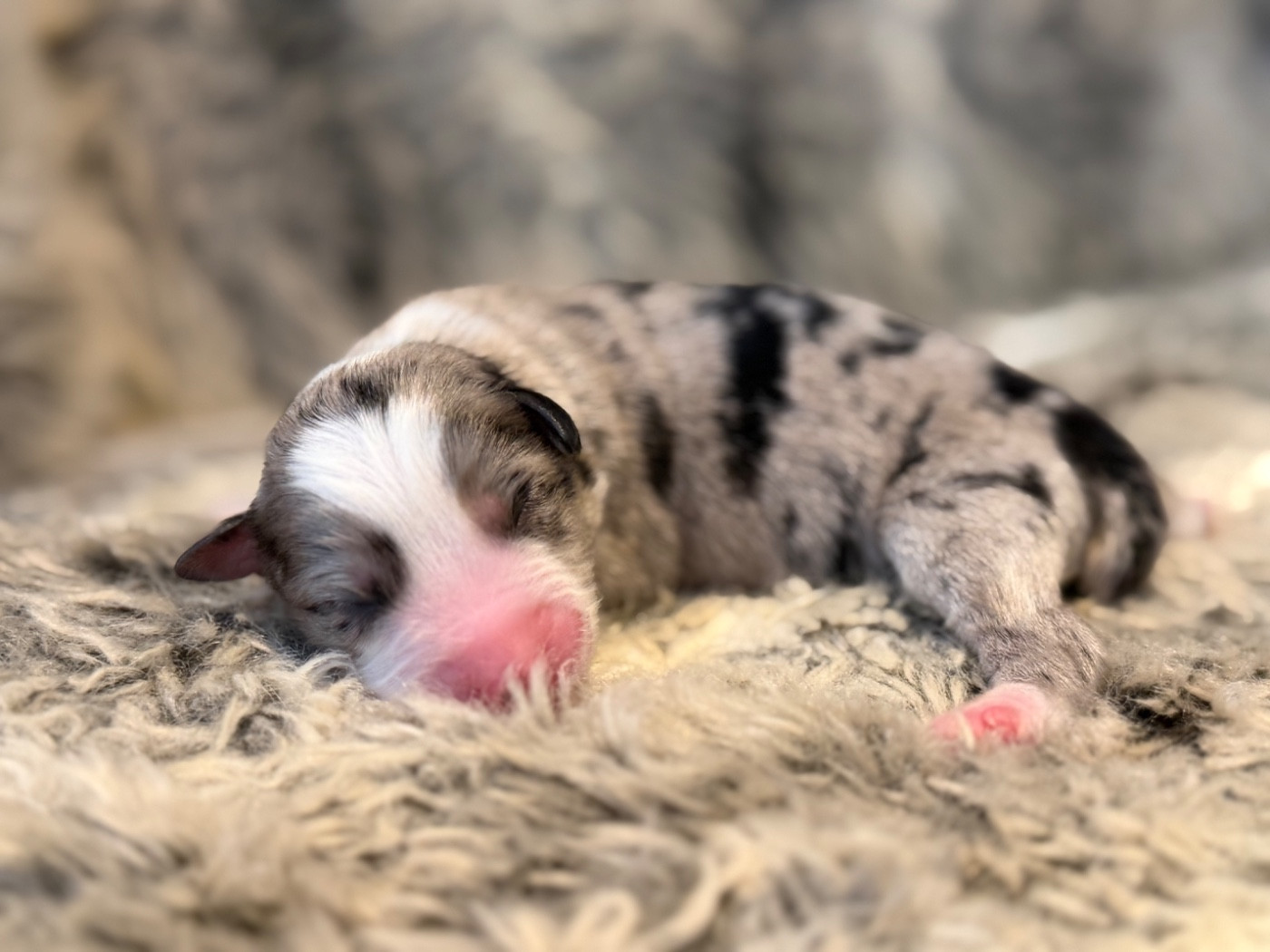 Des Plaines De Barbizon - Chiots disponibles - Berger Américain Miniature 