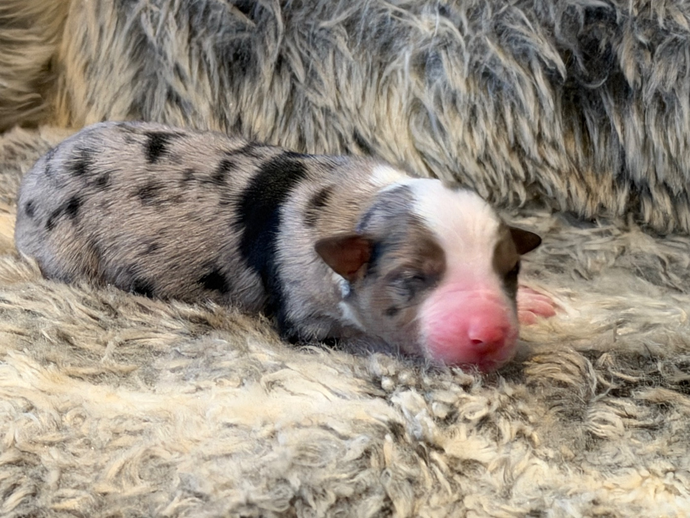 Des Plaines De Barbizon - Chiots disponibles - Berger Américain Miniature 