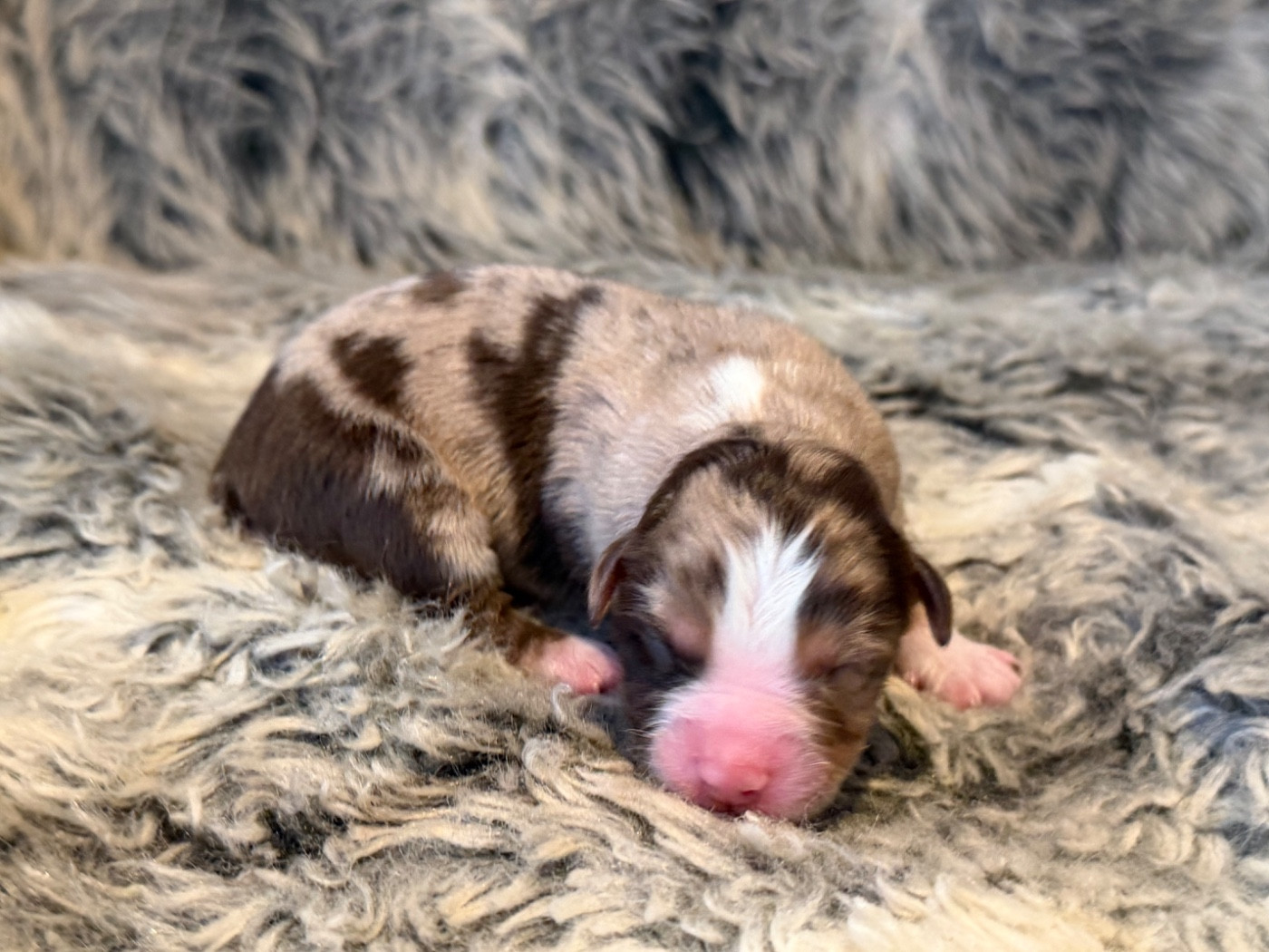 Des Plaines De Barbizon - Chiots disponibles - Berger Américain Miniature 