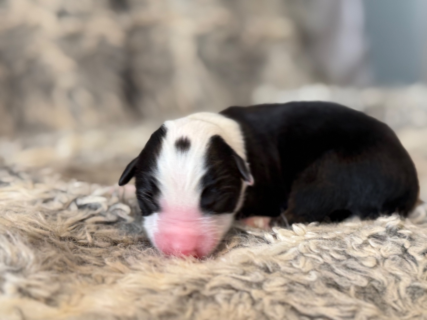 Des Plaines De Barbizon - Chiots disponibles - Berger Américain Miniature 