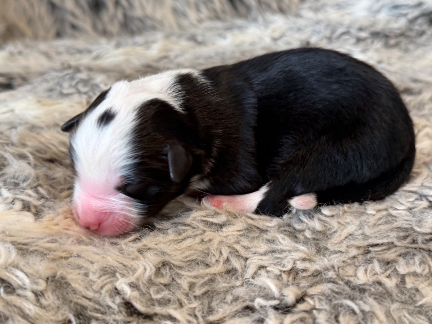 Des Plaines De Barbizon - Chiots disponibles - Berger Américain Miniature 