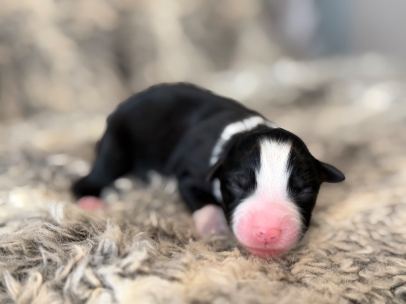 Des Plaines De Barbizon - Chiots disponibles - Berger Américain Miniature 