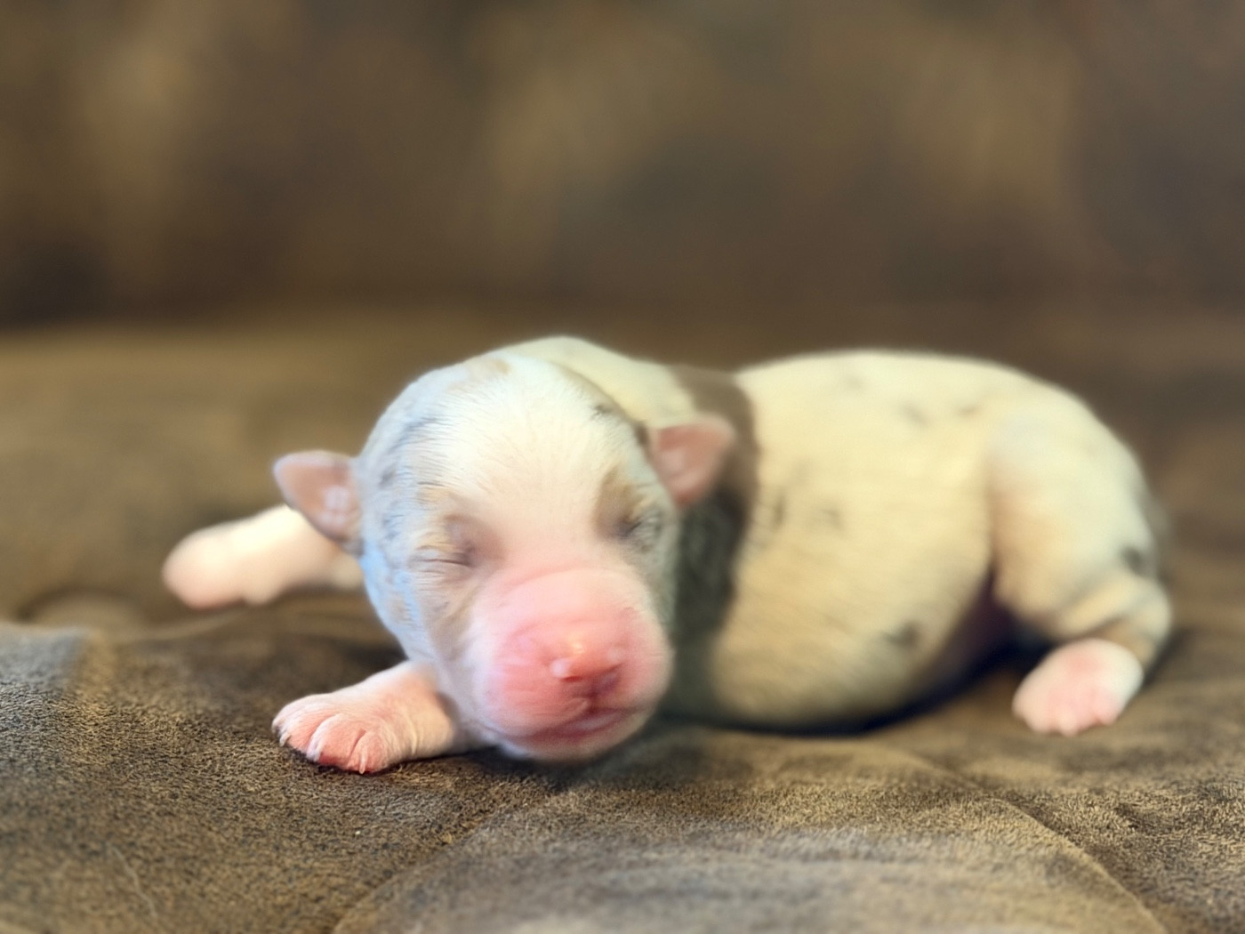 Des Plaines De Barbizon - Chiots disponibles - Berger Américain Miniature 