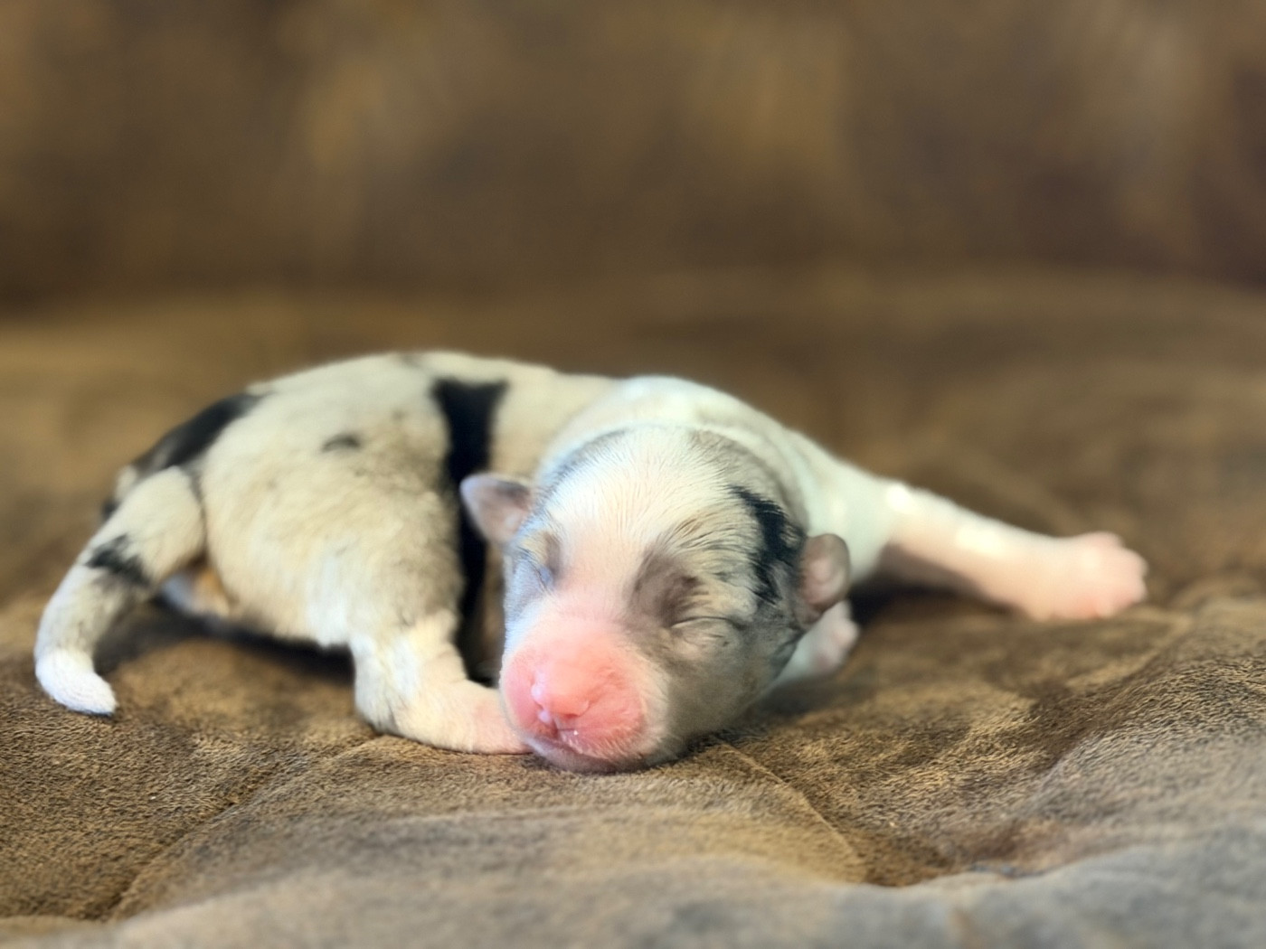 Des Plaines De Barbizon - Chiots disponibles - Berger Américain Miniature 