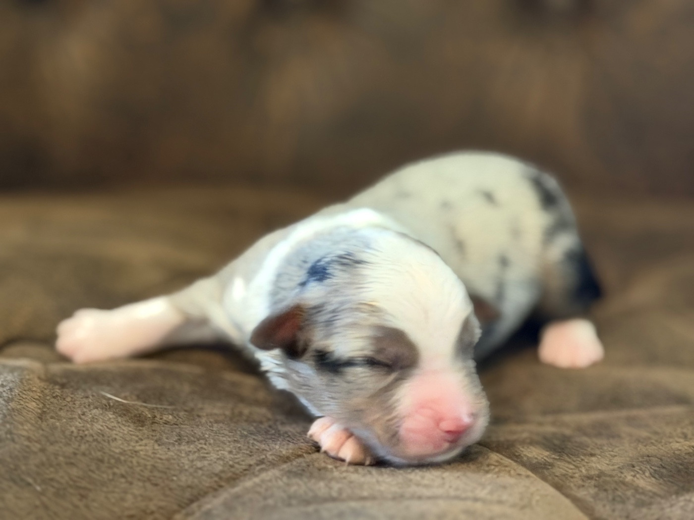 Des Plaines De Barbizon - Chiots disponibles - Berger Américain Miniature 