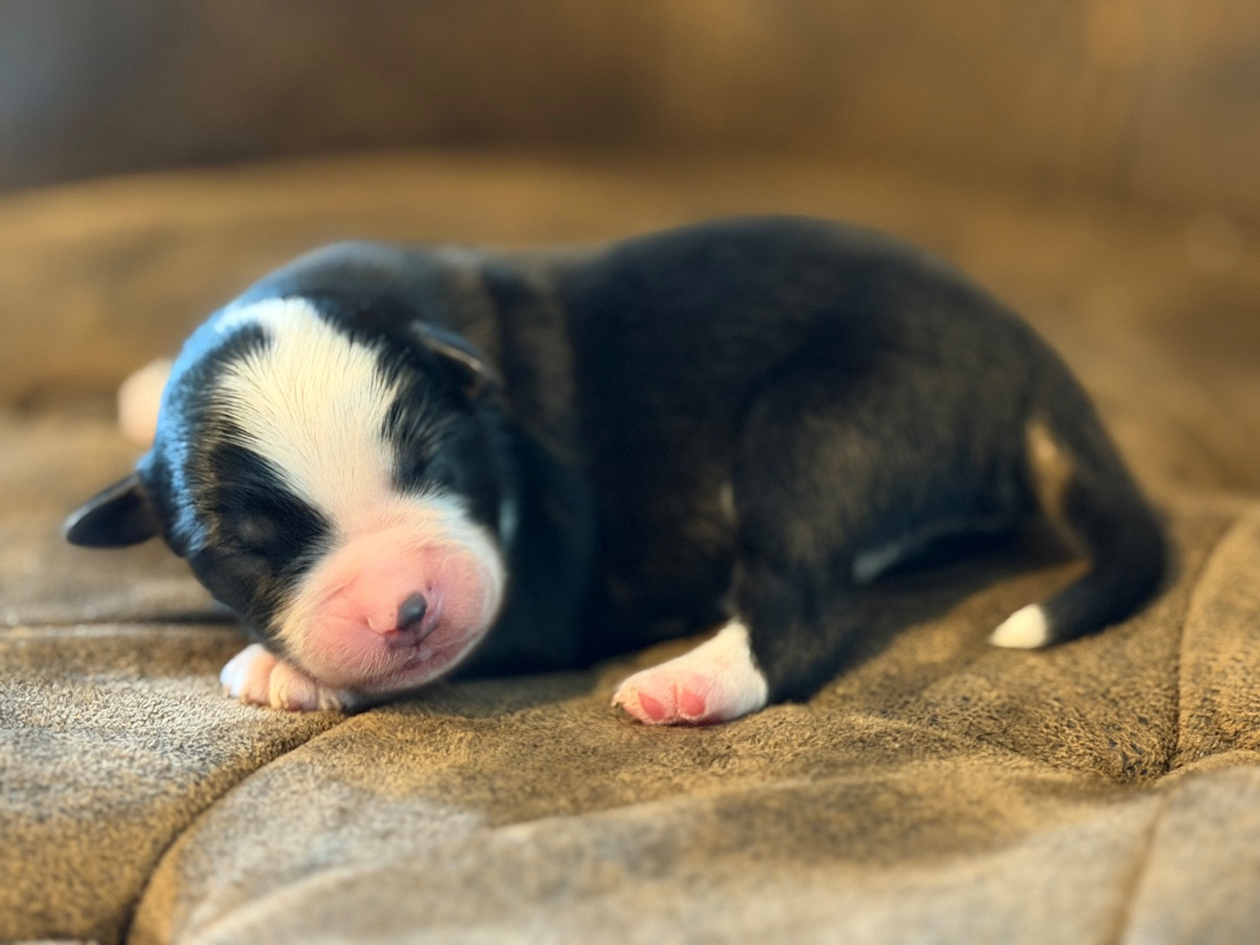 Des Plaines De Barbizon - Chiots disponibles - Berger Américain Miniature 