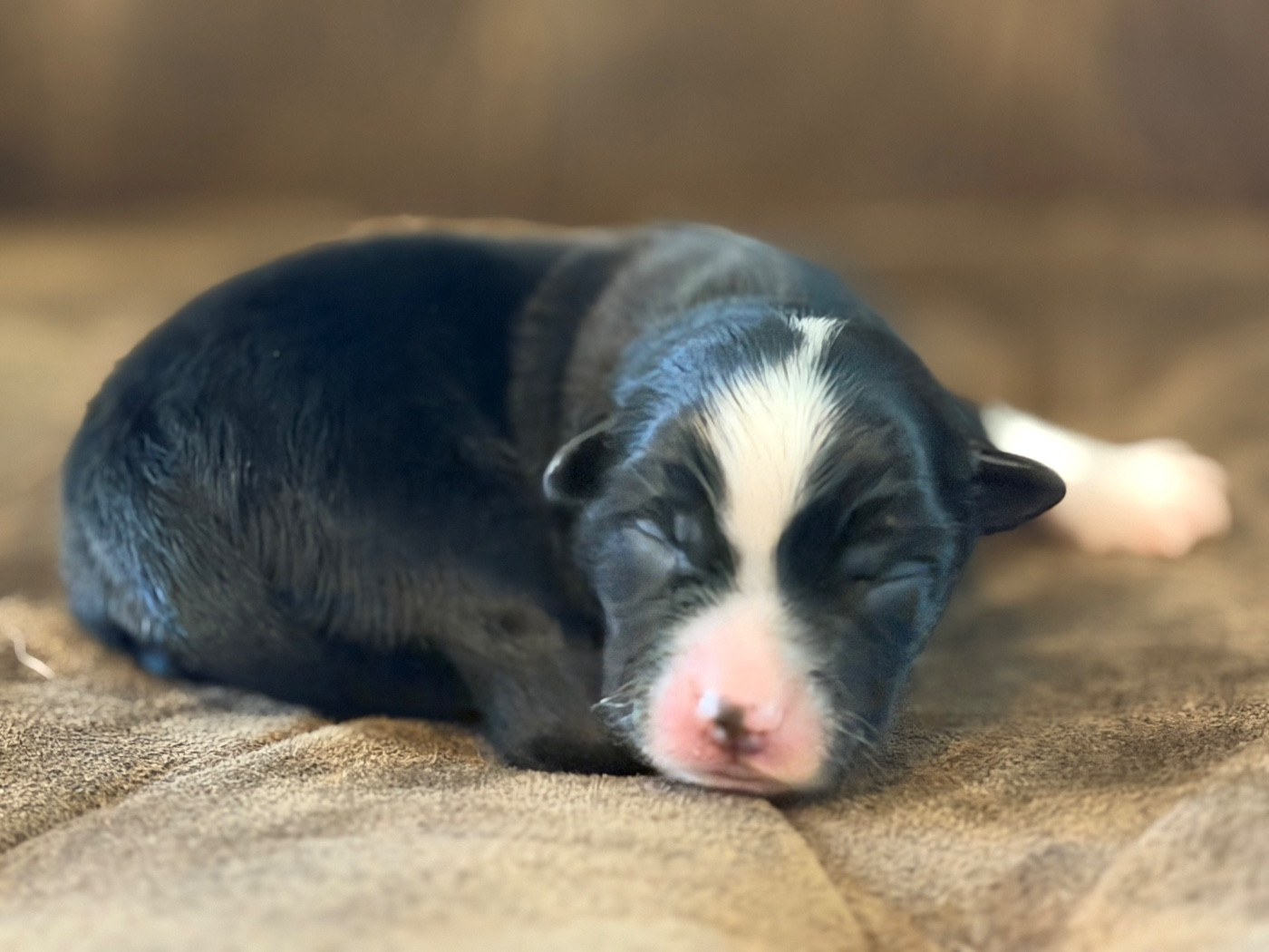 Des Plaines De Barbizon - Chiots disponibles - Berger Américain Miniature 