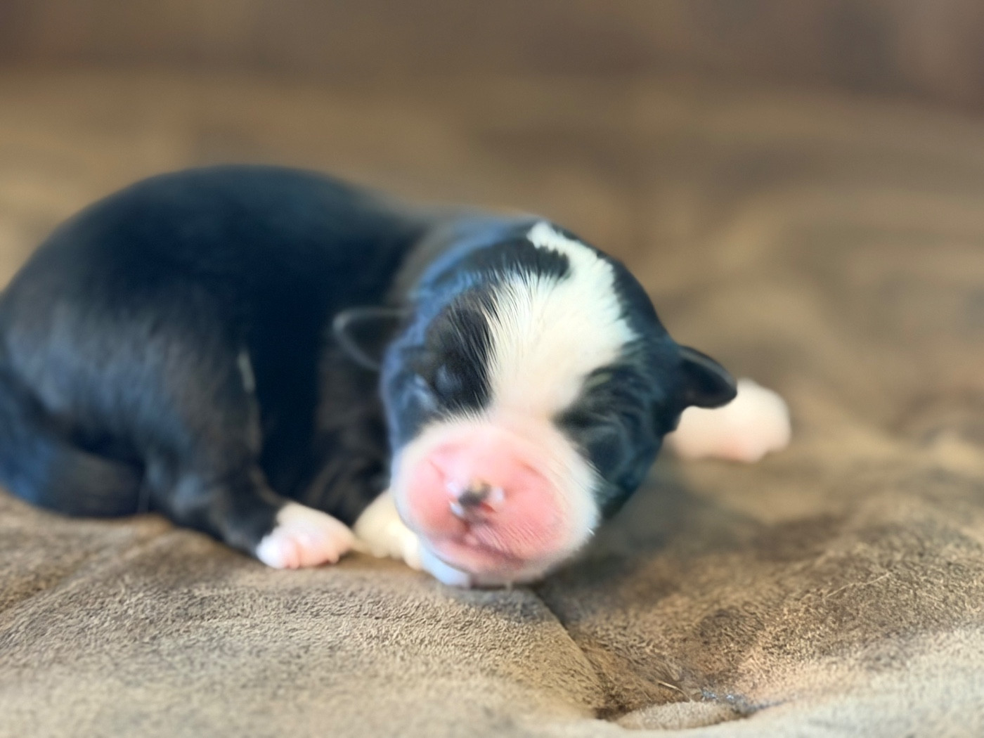 Des Plaines De Barbizon - Chiots disponibles - Berger Américain Miniature 