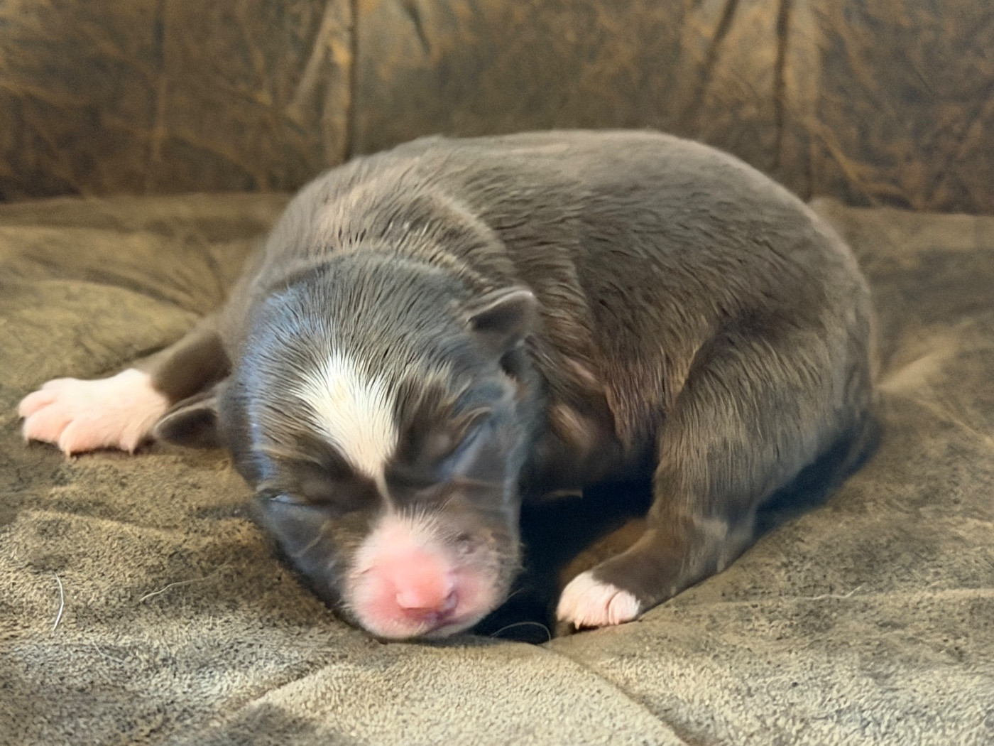 Des Plaines De Barbizon - Chiots disponibles - Berger Américain Miniature 