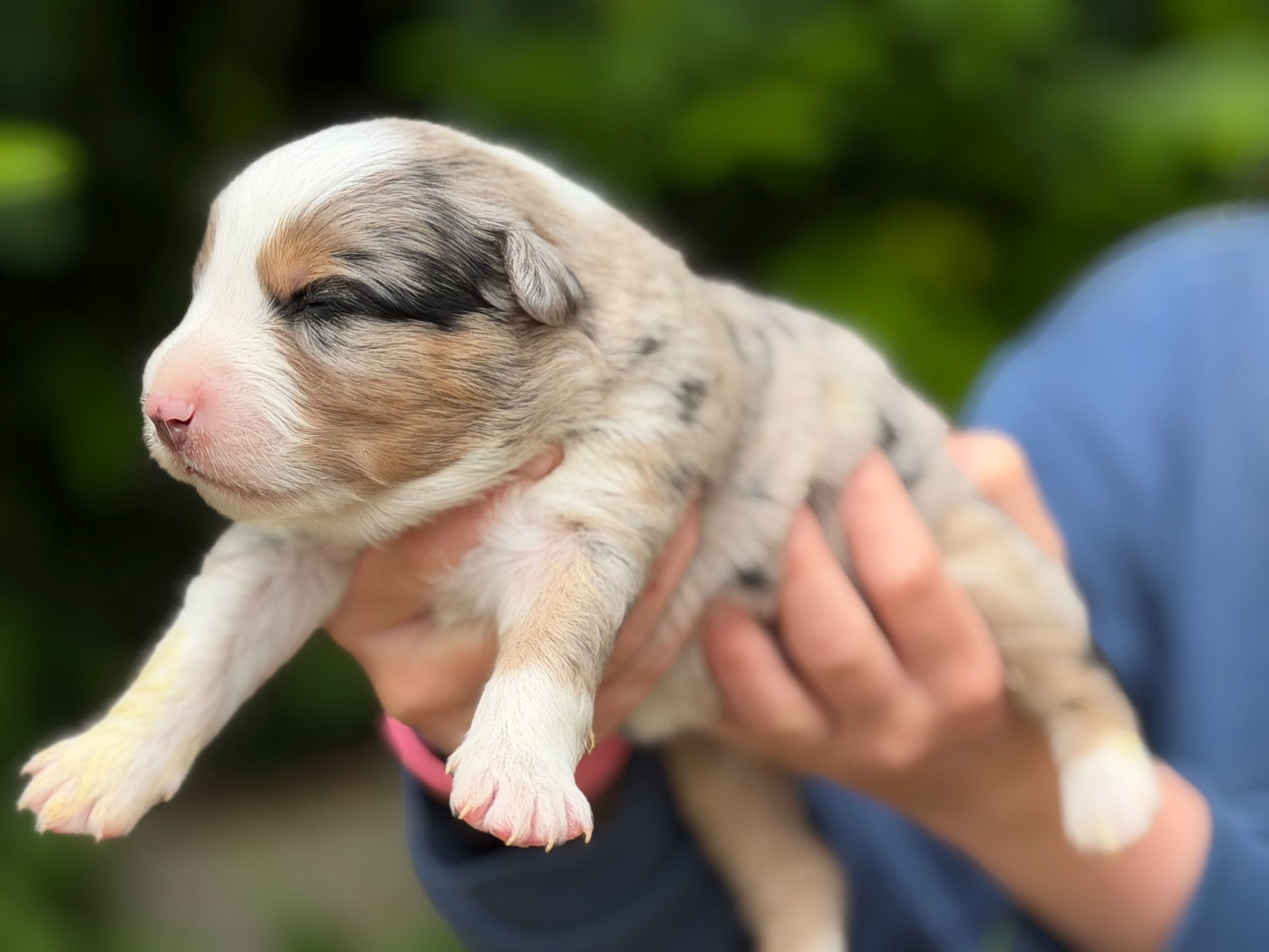 Des Plaines De Barbizon - Chiots disponibles - Berger Américain Miniature 