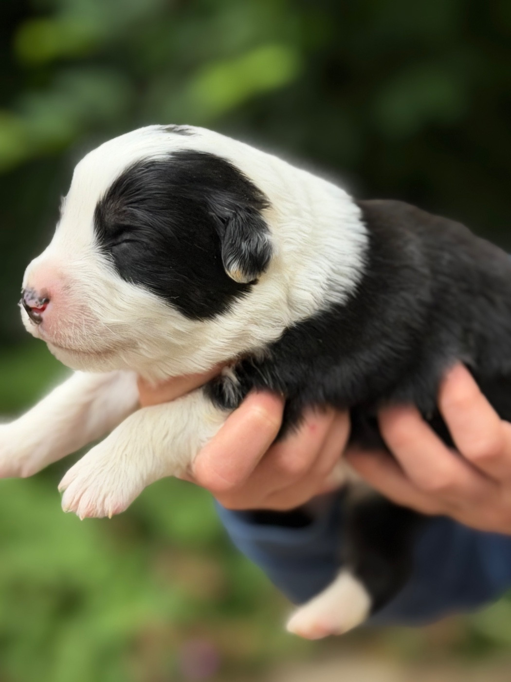 Des Plaines De Barbizon - Chiots disponibles - Berger Américain Miniature 