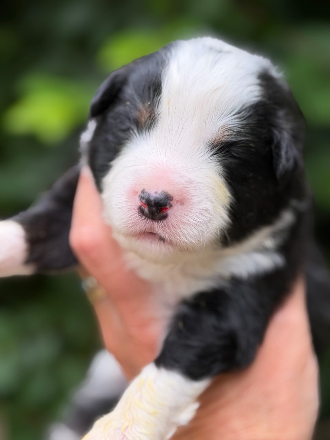 Des Plaines De Barbizon - Chiots disponibles - Berger Américain Miniature 