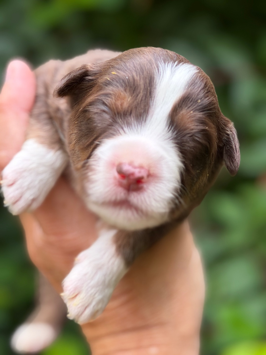 Des Plaines De Barbizon - Chiots disponibles - Berger Américain Miniature 