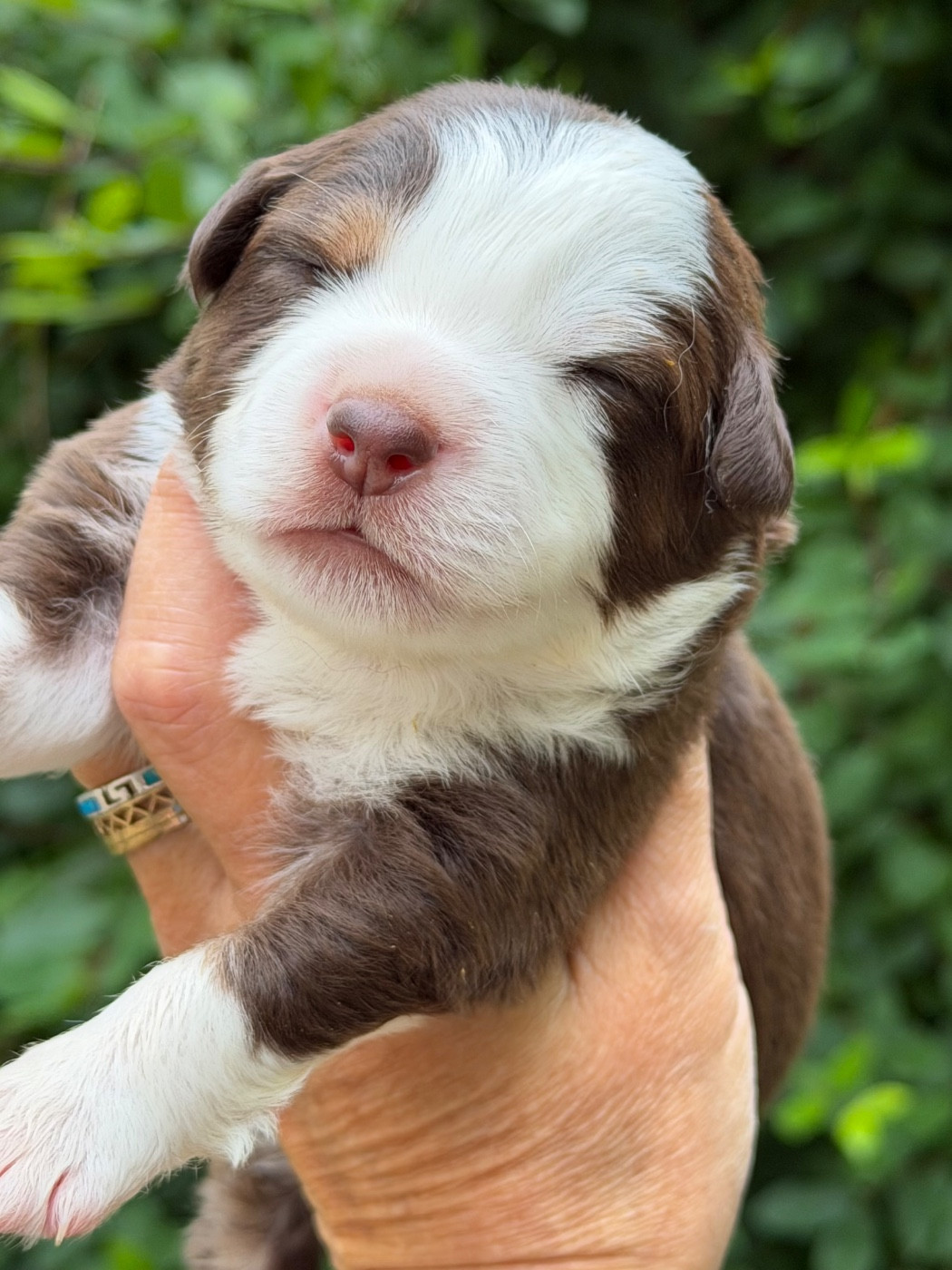 Des Plaines De Barbizon - Chiots disponibles - Berger Américain Miniature 