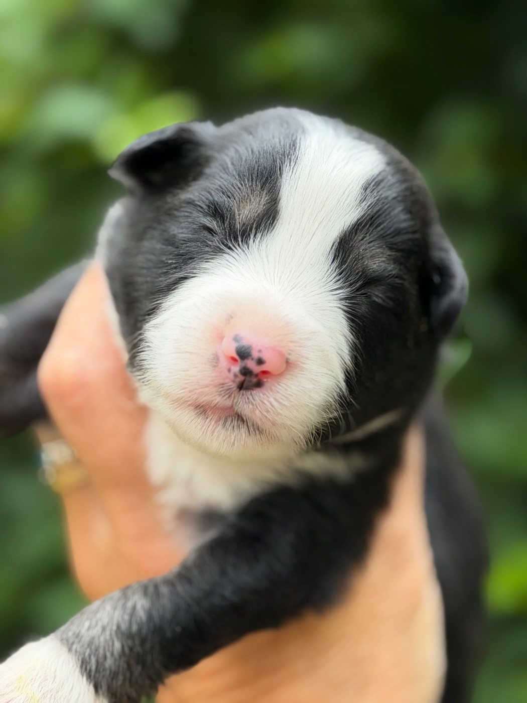 Des Plaines De Barbizon - Chiots disponibles - Berger Américain Miniature 