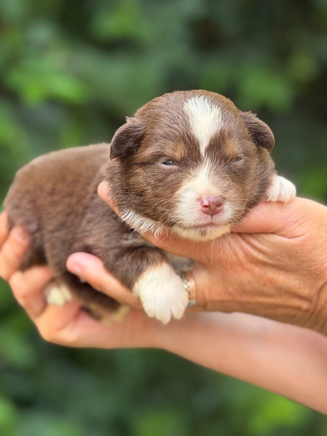 Des Plaines De Barbizon - Chiots disponibles - Berger Américain Miniature 