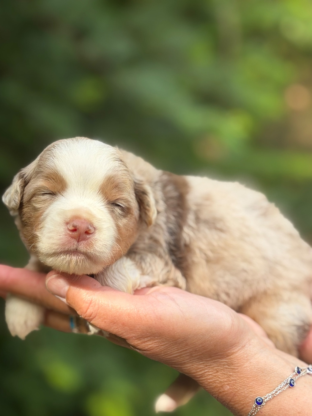 Des Plaines De Barbizon - Chiots disponibles - Berger Américain Miniature 
