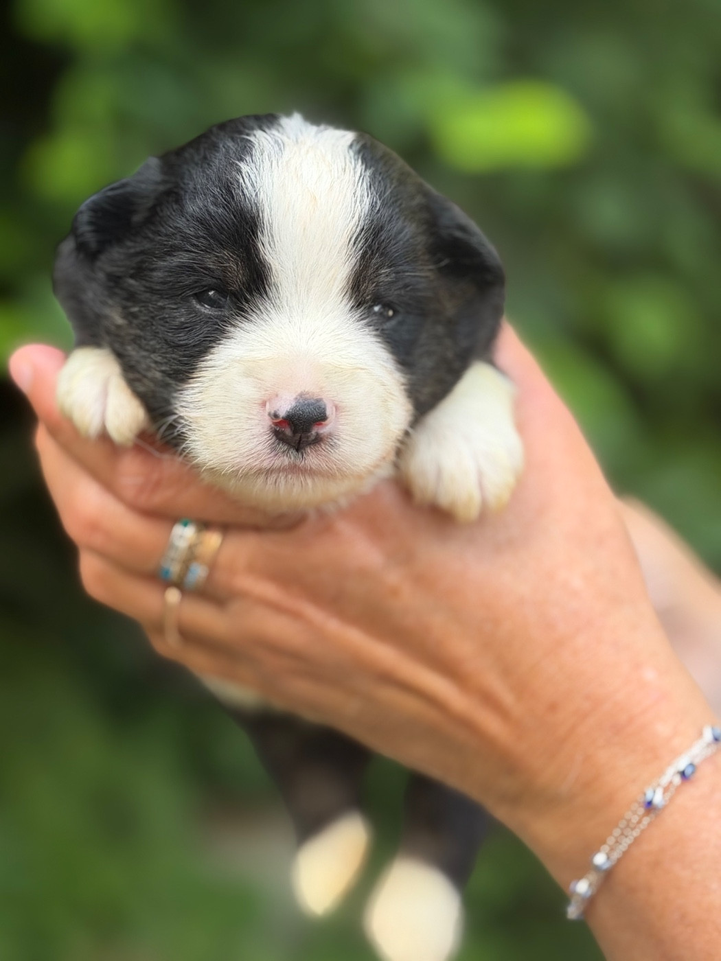 Des Plaines De Barbizon - Chiots disponibles - Berger Américain Miniature 