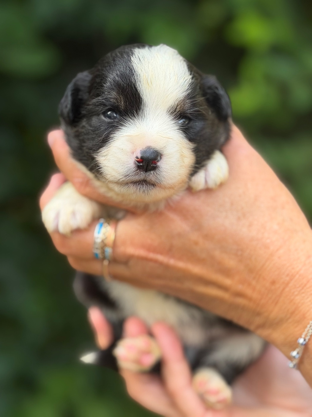 Des Plaines De Barbizon - Chiots disponibles - Berger Américain Miniature 