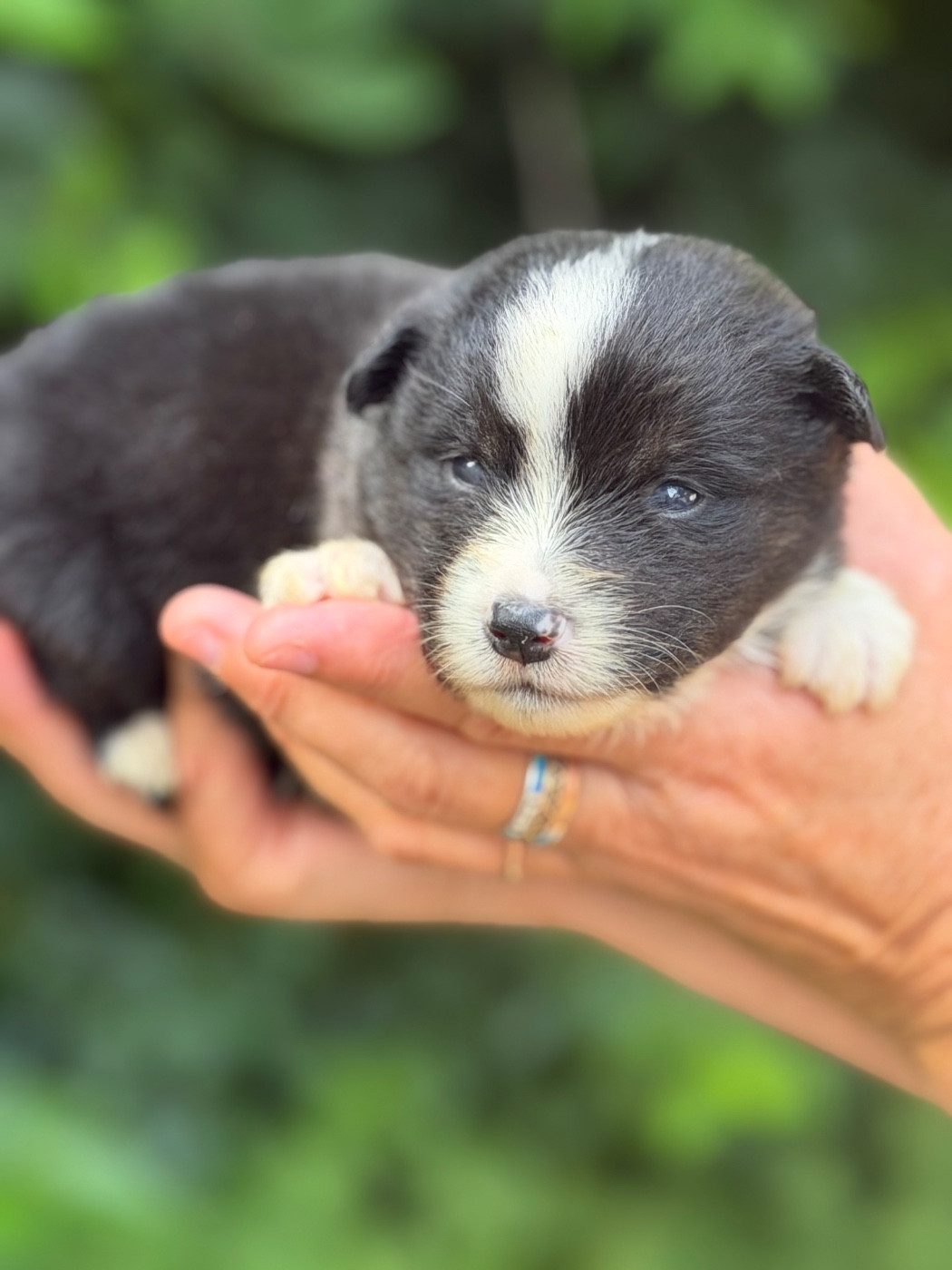 Des Plaines De Barbizon - Chiots disponibles - Berger Américain Miniature 