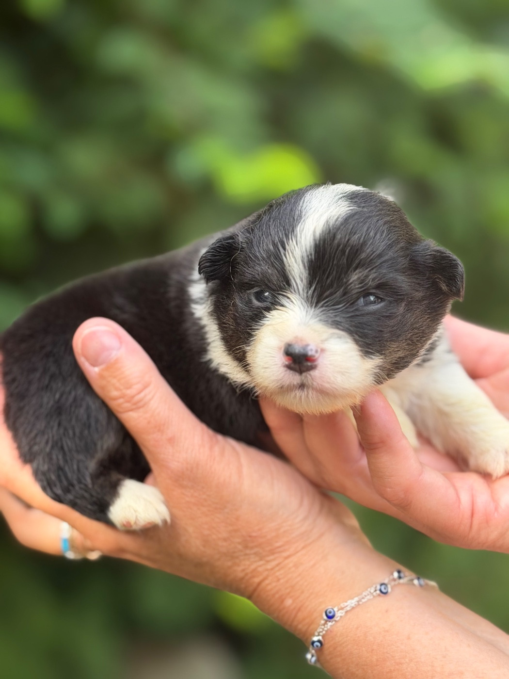 Des Plaines De Barbizon - Chiots disponibles - Berger Américain Miniature 