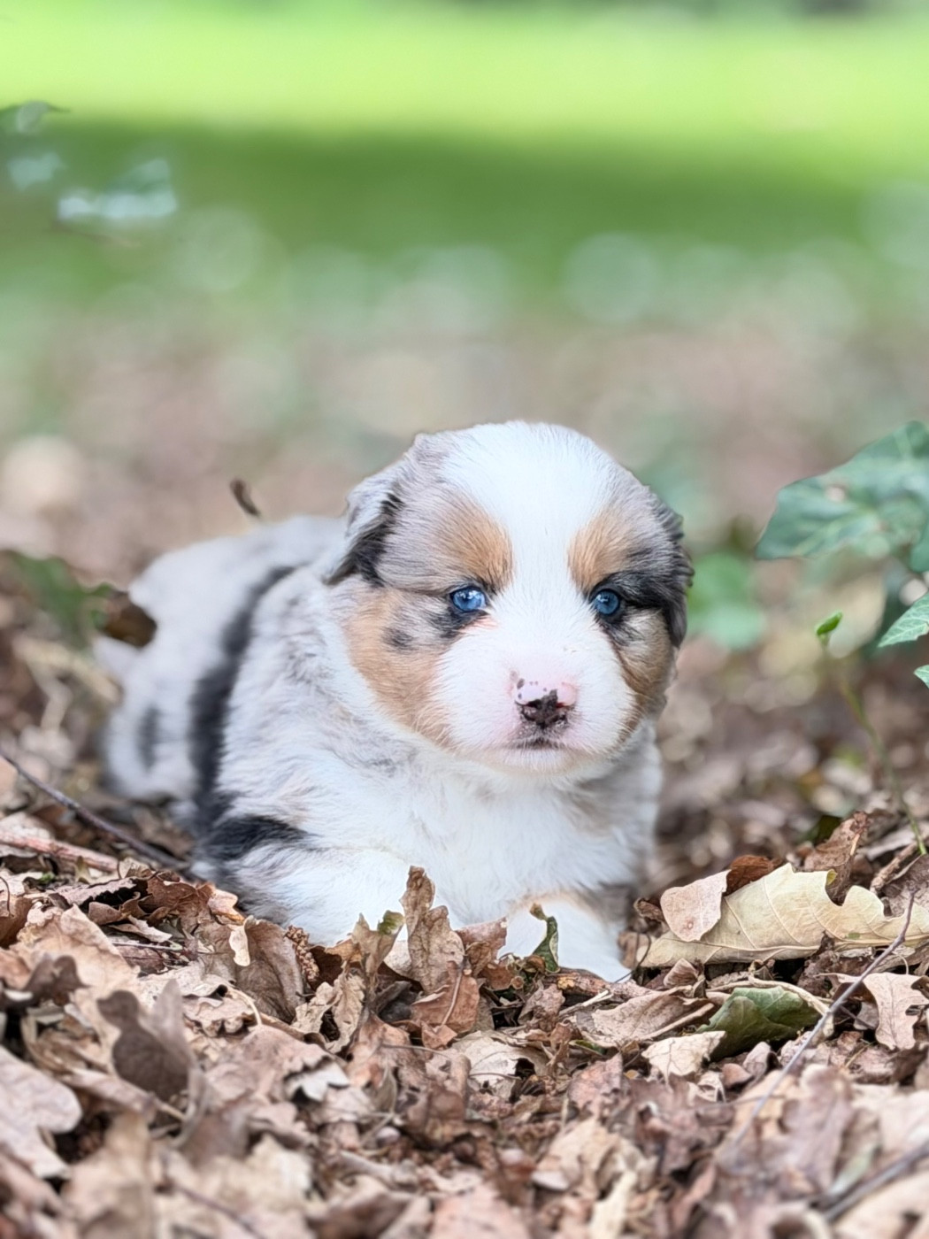 Des Plaines De Barbizon - Chiots disponibles - Berger Américain Miniature 