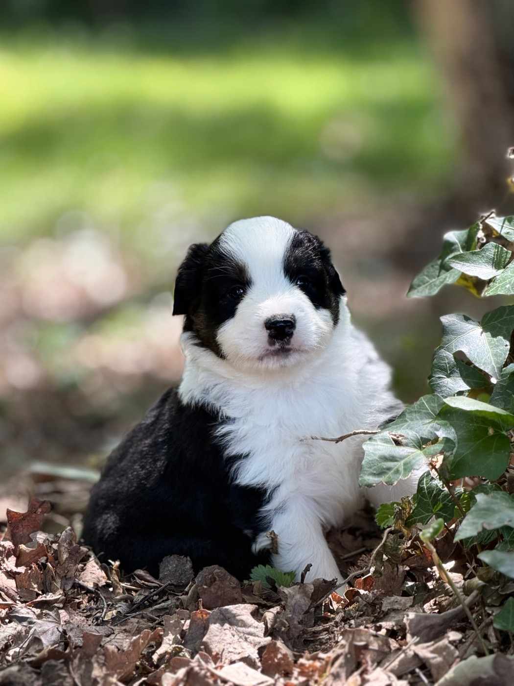 Des Plaines De Barbizon - Chiots disponibles - Berger Américain Miniature 