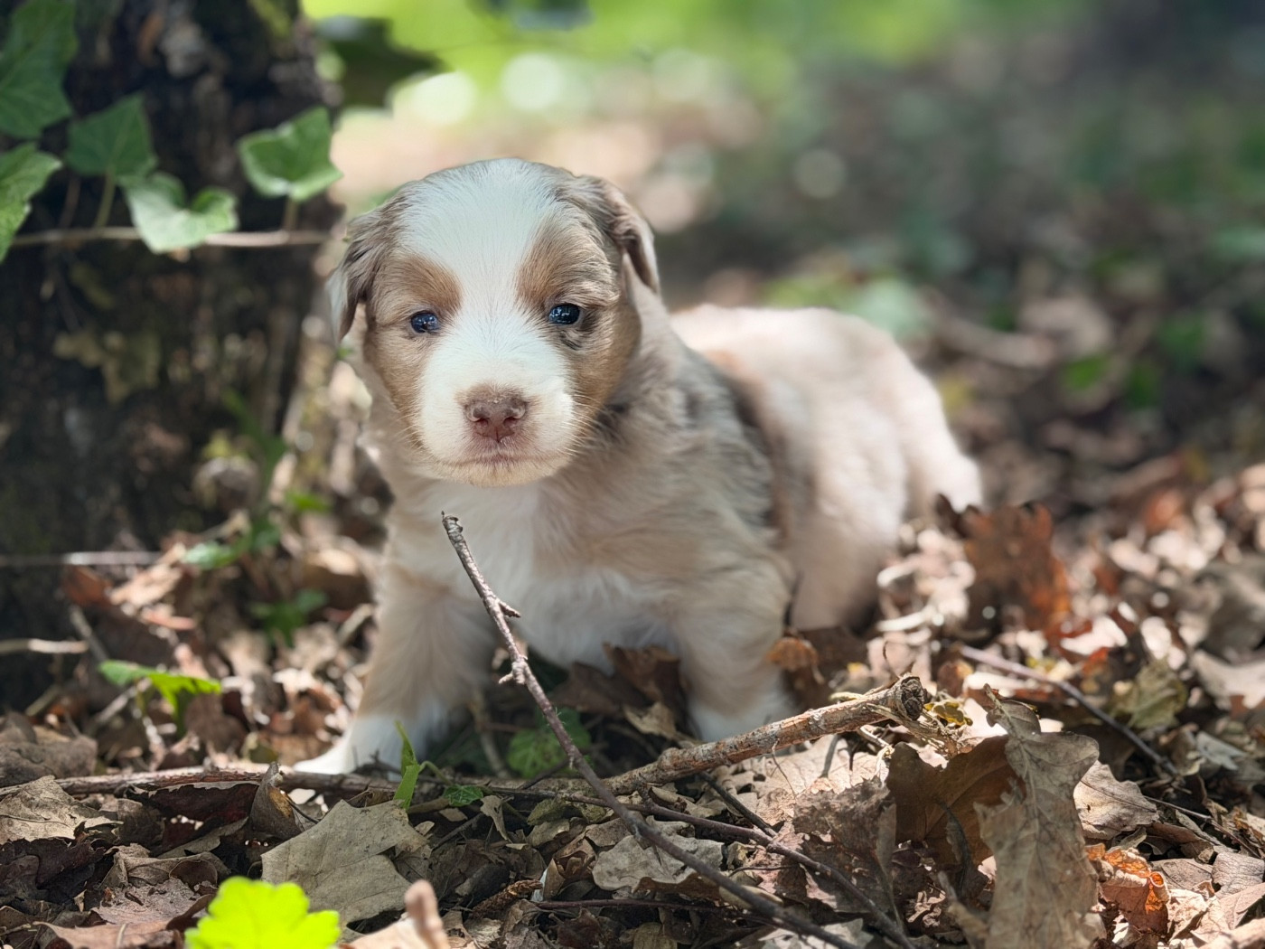 Des Plaines De Barbizon - Chiots disponibles - Berger Américain Miniature 