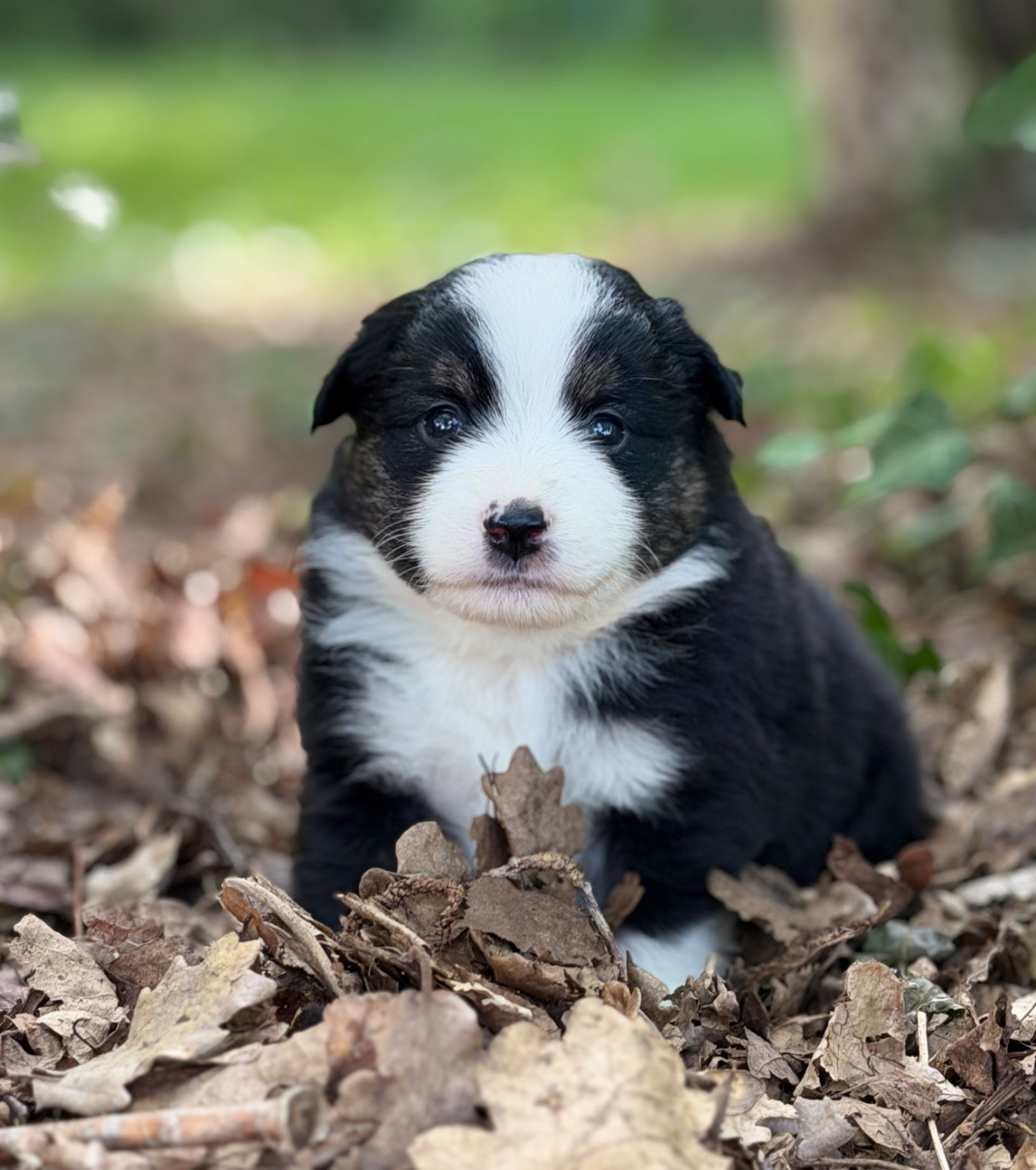 Des Plaines De Barbizon - Chiots disponibles - Berger Américain Miniature 
