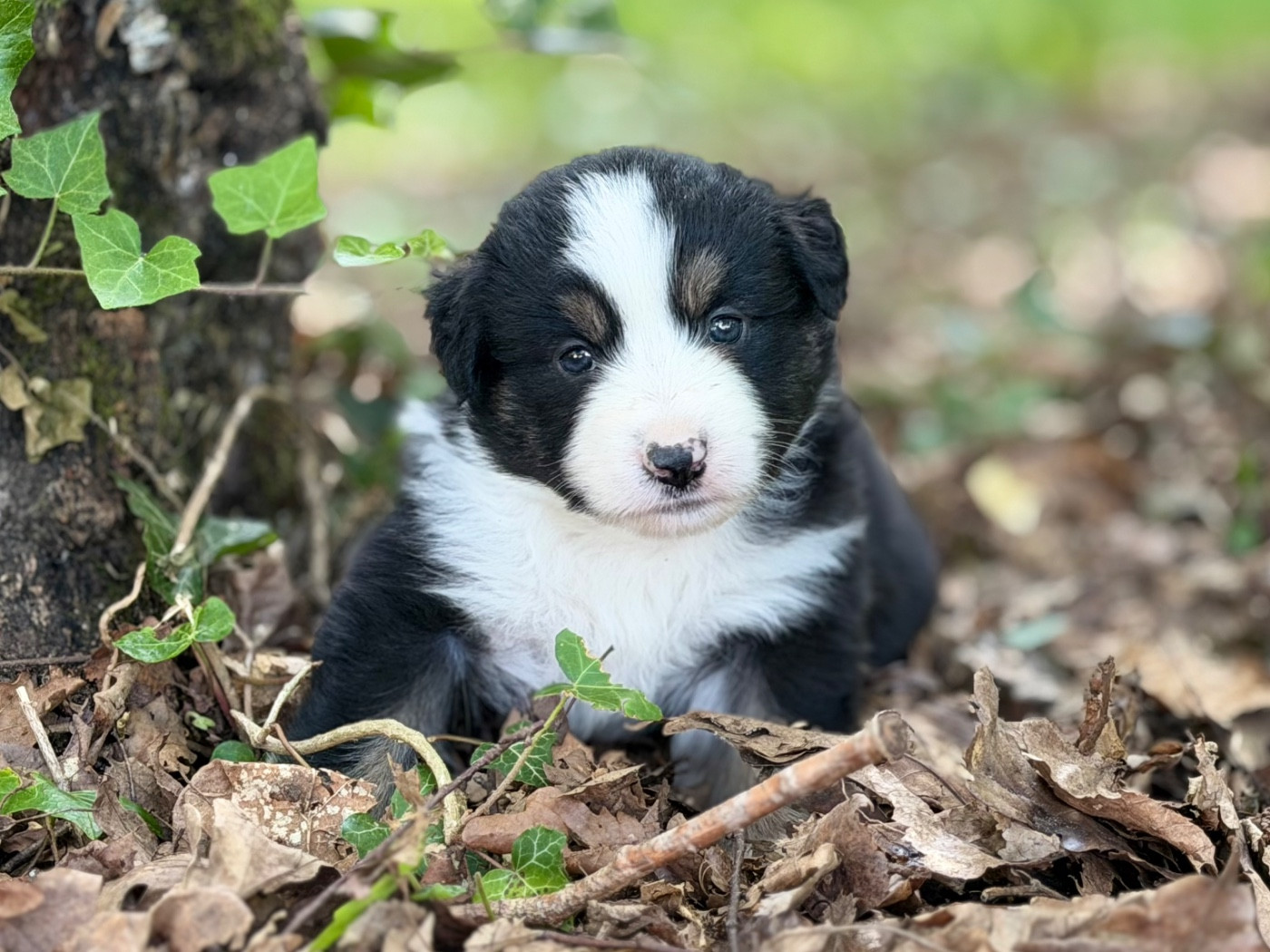 Des Plaines De Barbizon - Chiots disponibles - Berger Américain Miniature 