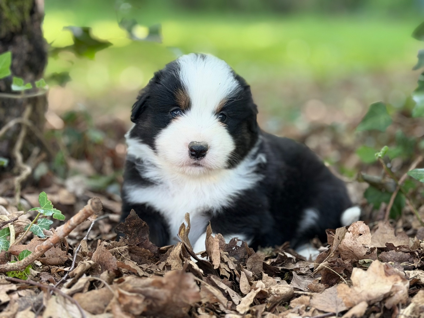 Des Plaines De Barbizon - Chiots disponibles - Berger Américain Miniature 