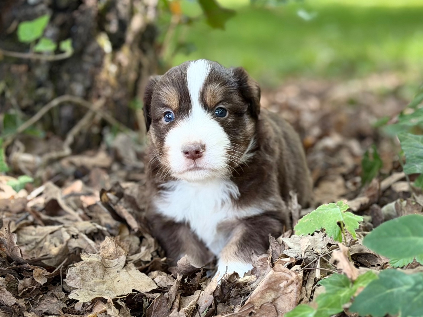 Des Plaines De Barbizon - Chiots disponibles - Berger Américain Miniature 