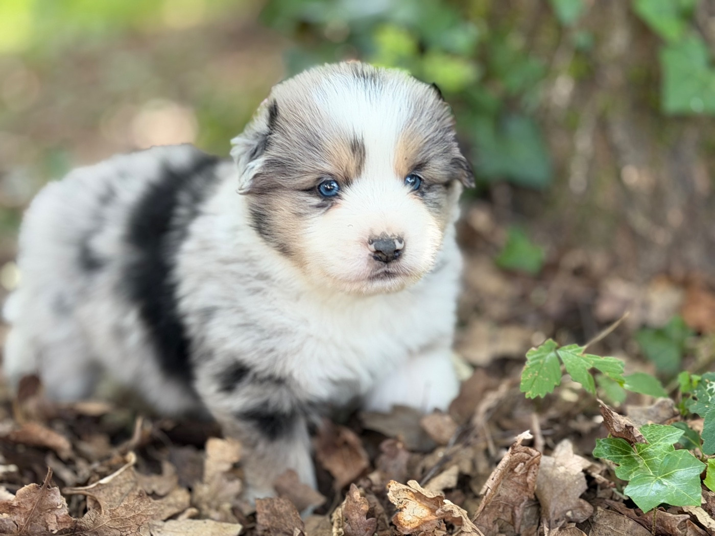 Des Plaines De Barbizon - Chiots disponibles - Berger Américain Miniature 