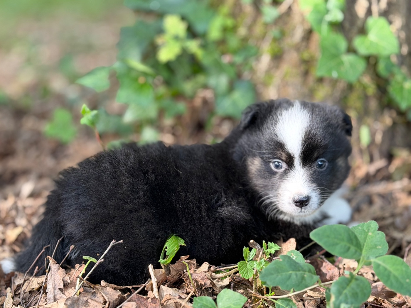 Des Plaines De Barbizon - Chiots disponibles - Berger Américain Miniature 