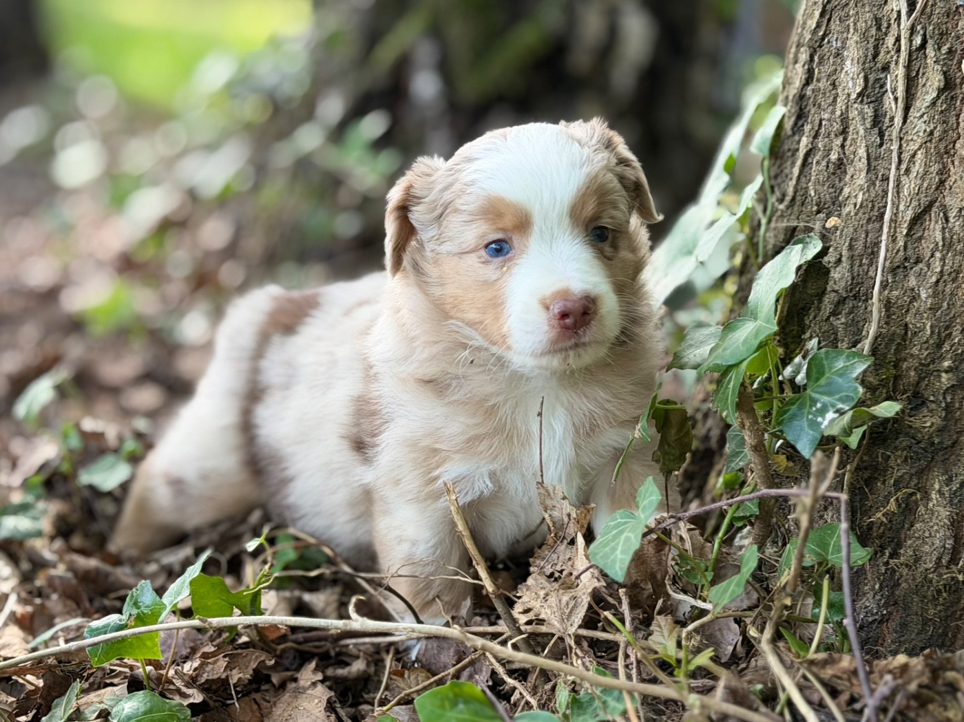 Des Plaines De Barbizon - Chiots disponibles - Berger Américain Miniature 