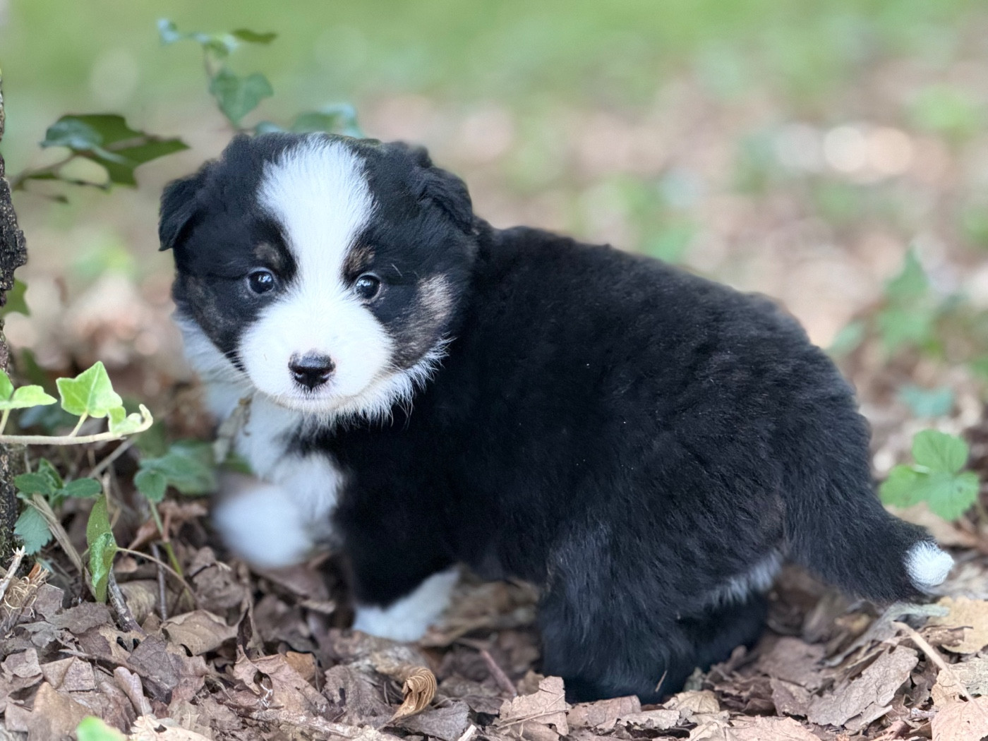 Des Plaines De Barbizon - Chiots disponibles - Berger Américain Miniature 