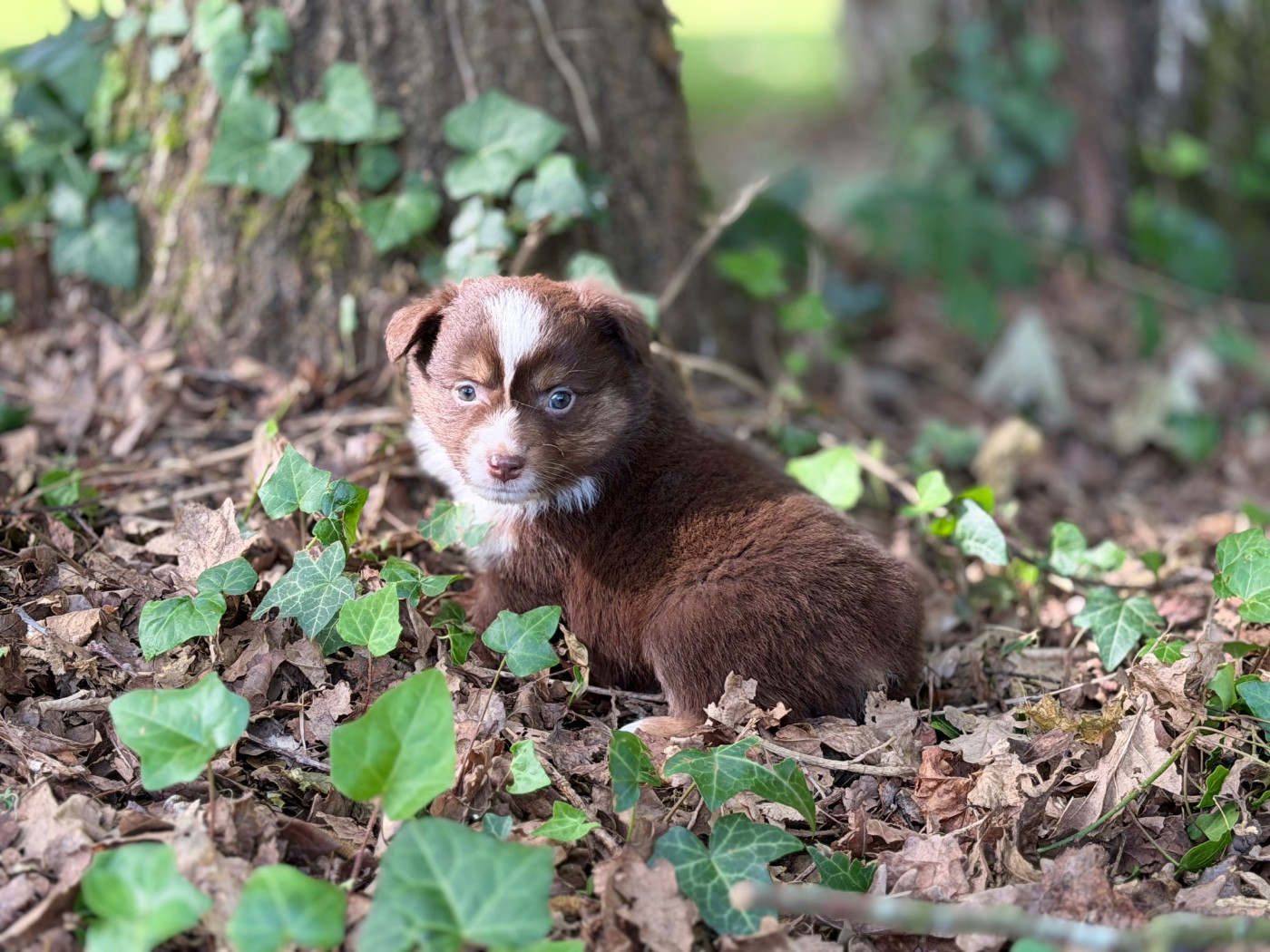 Des Plaines De Barbizon - Chiots disponibles - Berger Américain Miniature 