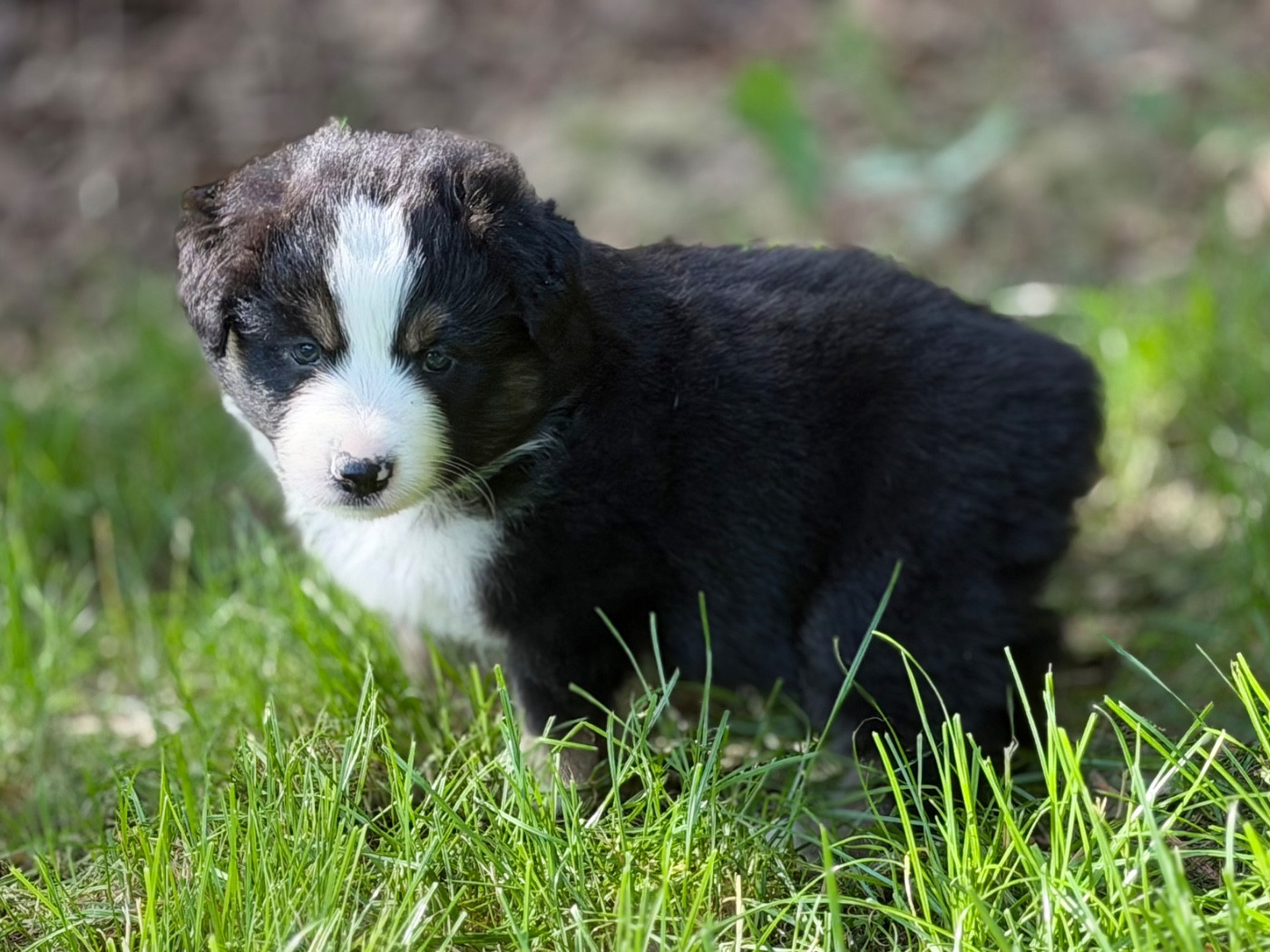 Des Plaines De Barbizon - Chiots disponibles - Berger Américain Miniature 