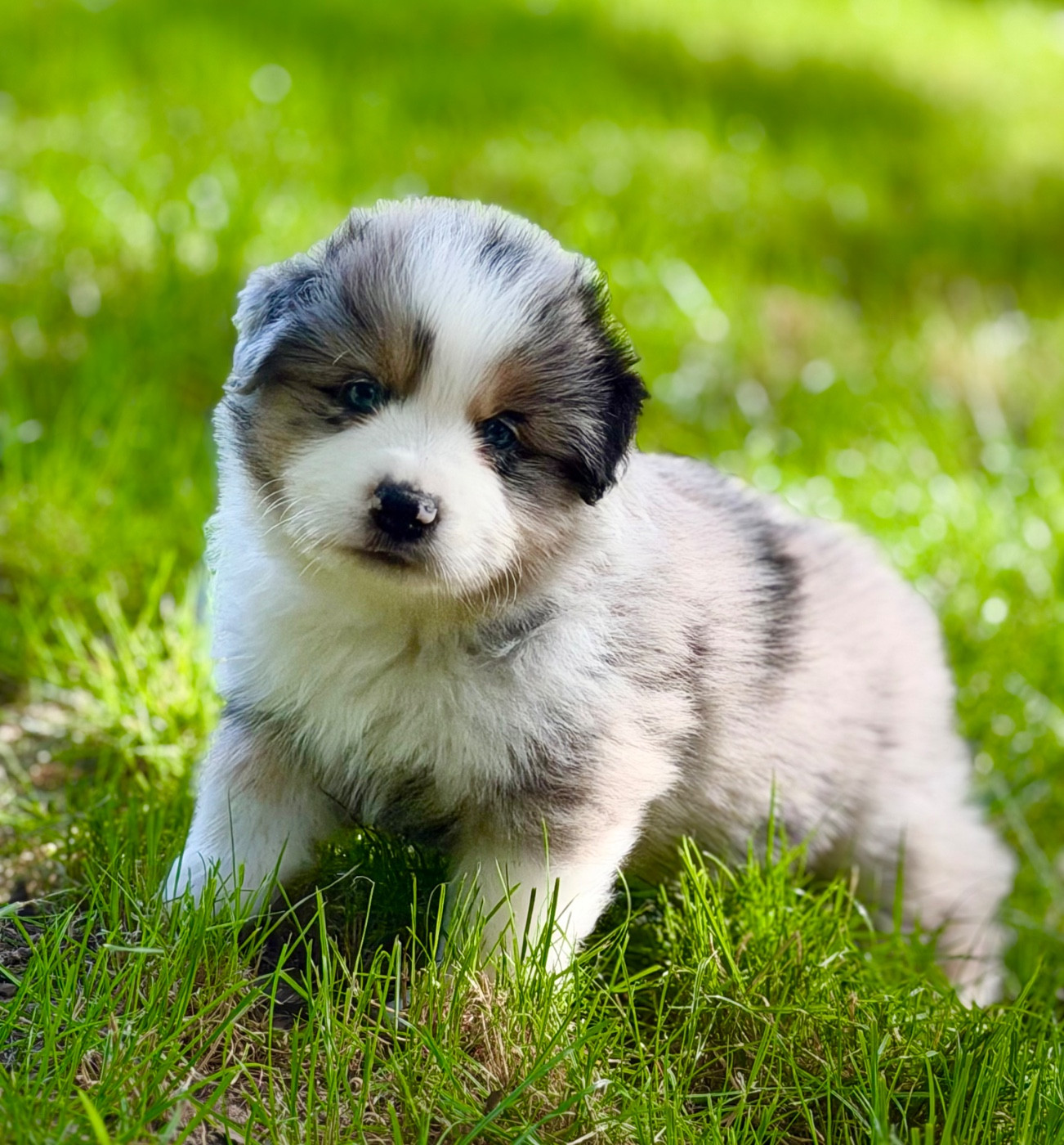 Des Plaines De Barbizon - Chiots disponibles - Berger Américain Miniature 