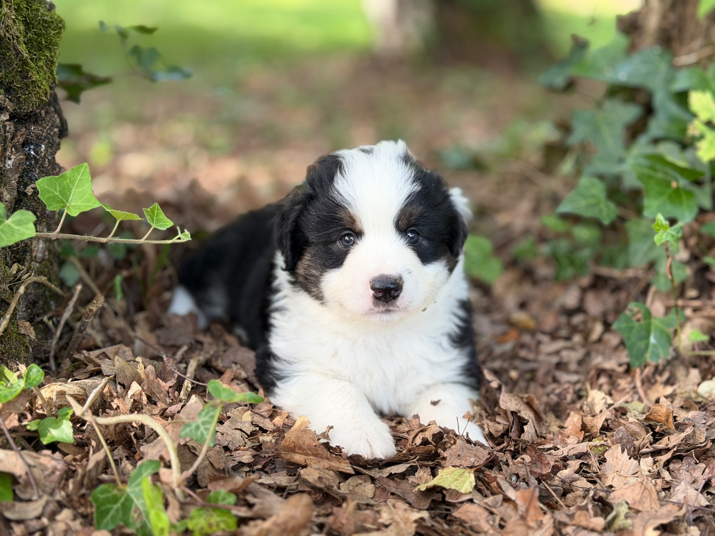 Des Plaines De Barbizon - Chiots disponibles - Berger Américain Miniature 