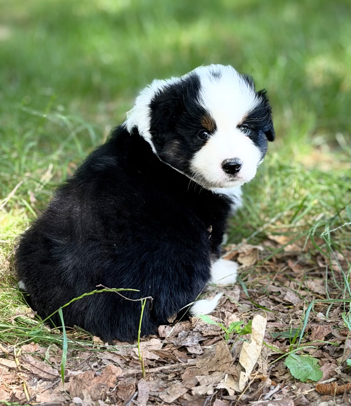 Des Plaines De Barbizon - Chiots disponibles - Berger Américain Miniature 