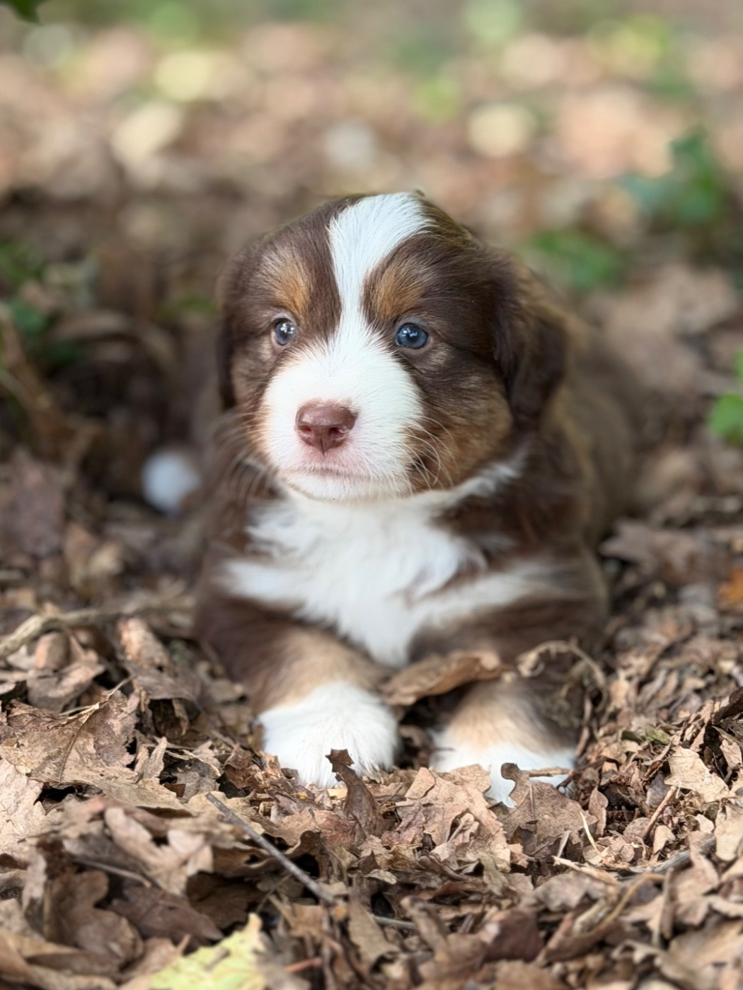 Des Plaines De Barbizon - Chiots disponibles - Berger Américain Miniature 
