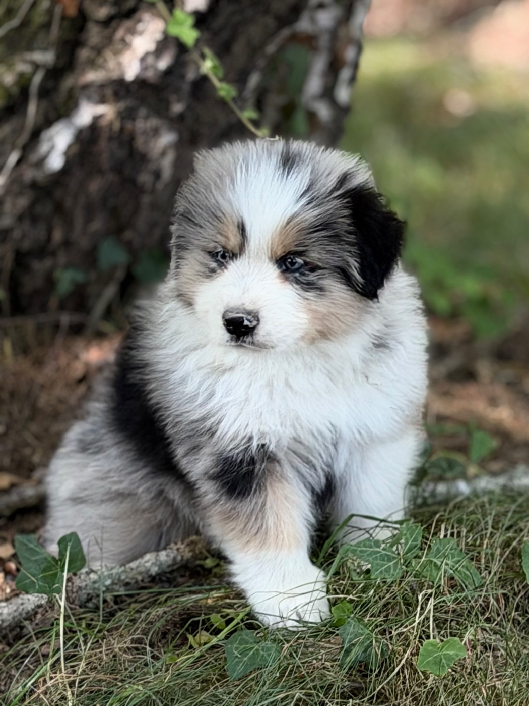Des Plaines De Barbizon - Chiots disponibles - Berger Américain Miniature 