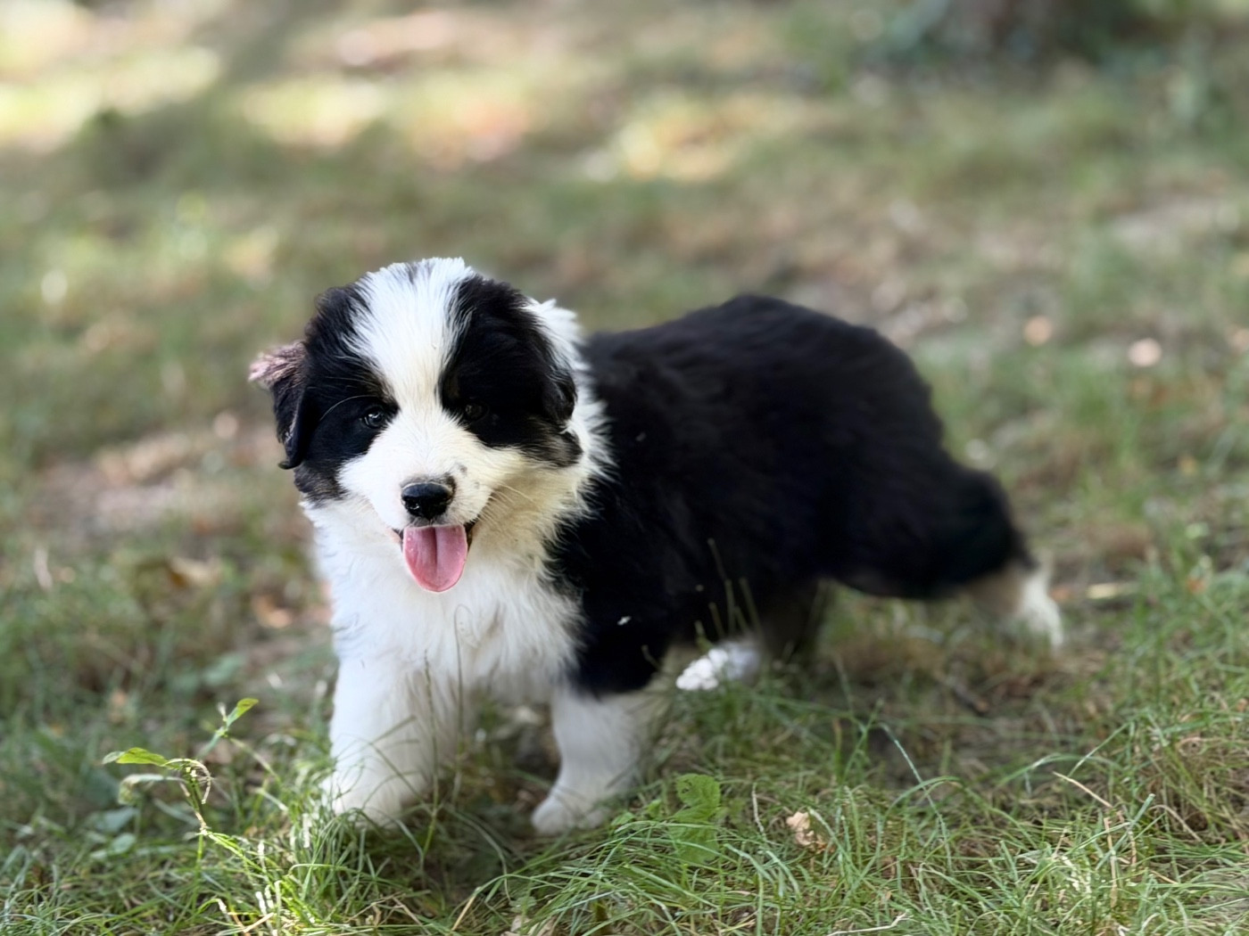 Des Plaines De Barbizon - Chiots disponibles - Berger Américain Miniature 