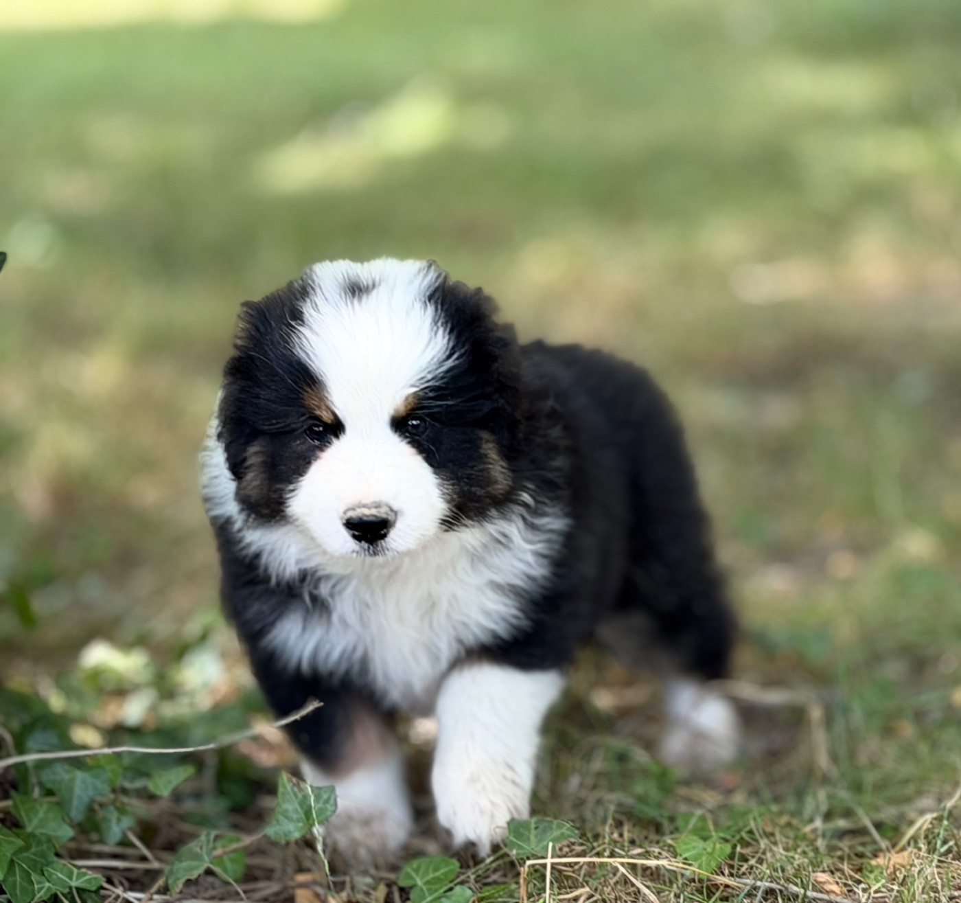 Des Plaines De Barbizon - Chiots disponibles - Berger Américain Miniature 