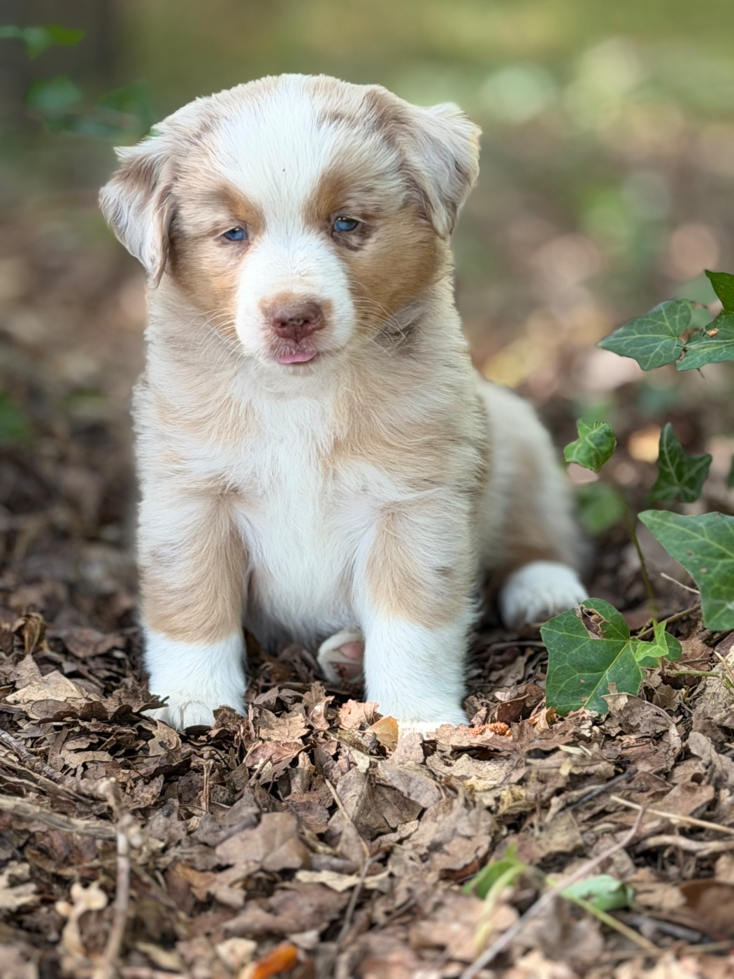Des Plaines De Barbizon - Chiots disponibles - Berger Américain Miniature 
