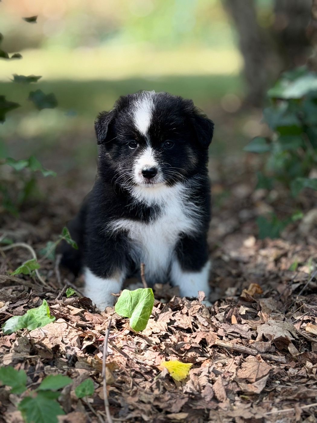 Des Plaines De Barbizon - Chiots disponibles - Berger Américain Miniature 